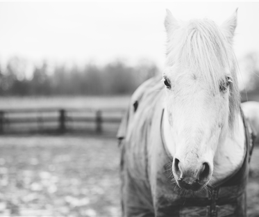 Il cavallo bianco e un ricordo da custodire per sempre